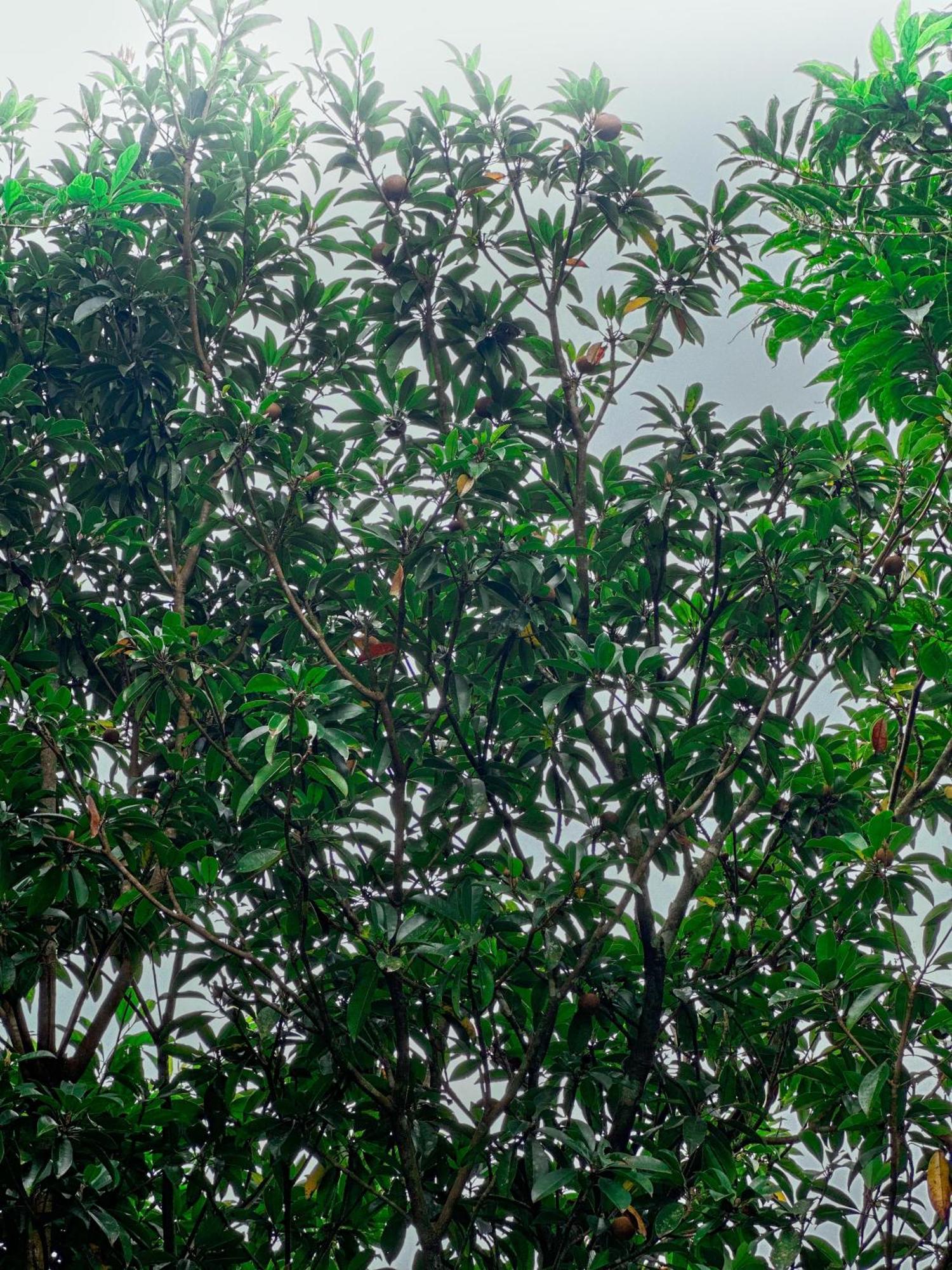 Janiro Tea Trees Villas Vythiri Eksteriør billede