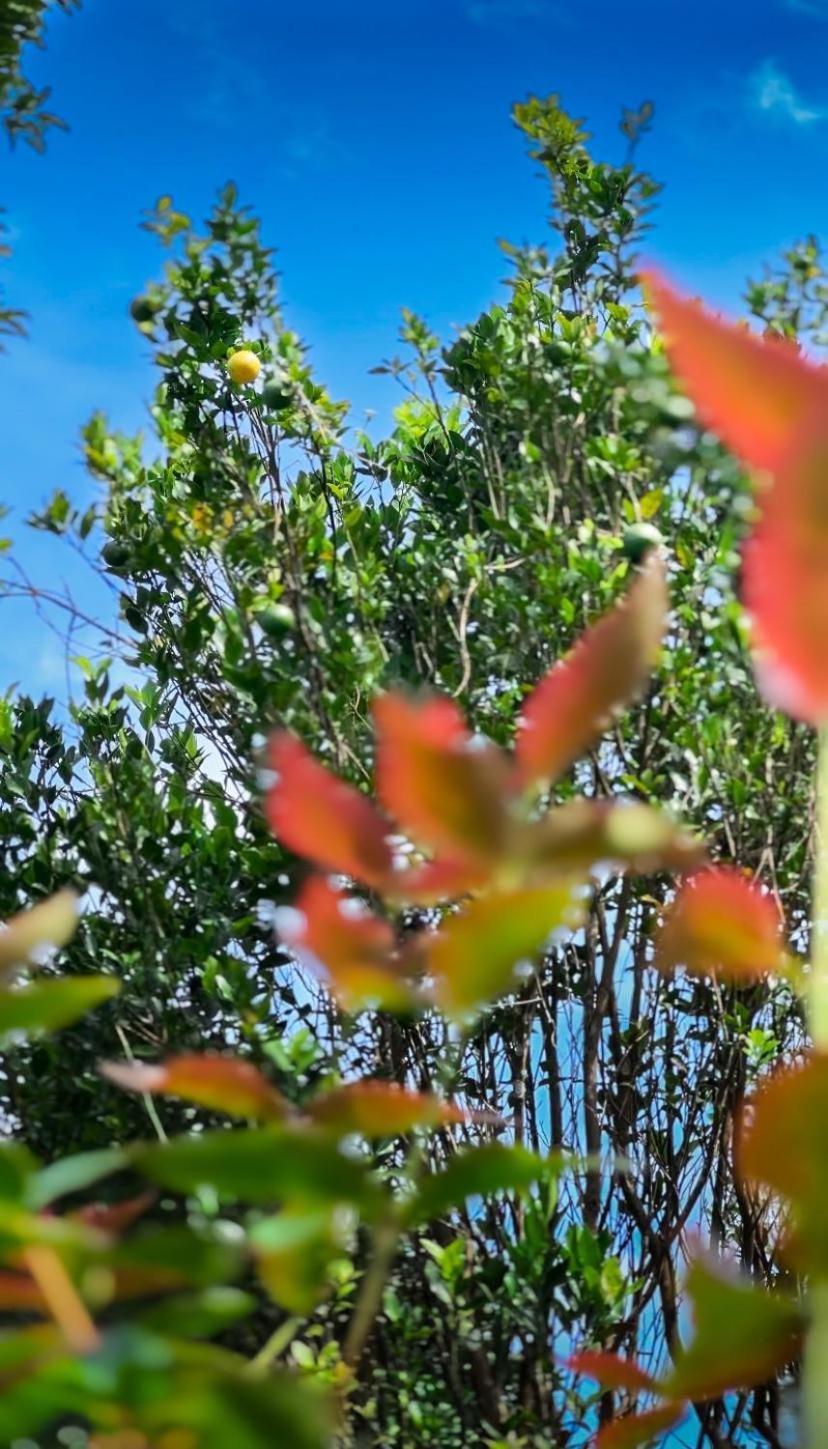 Janiro Tea Trees Villas Vythiri Eksteriør billede