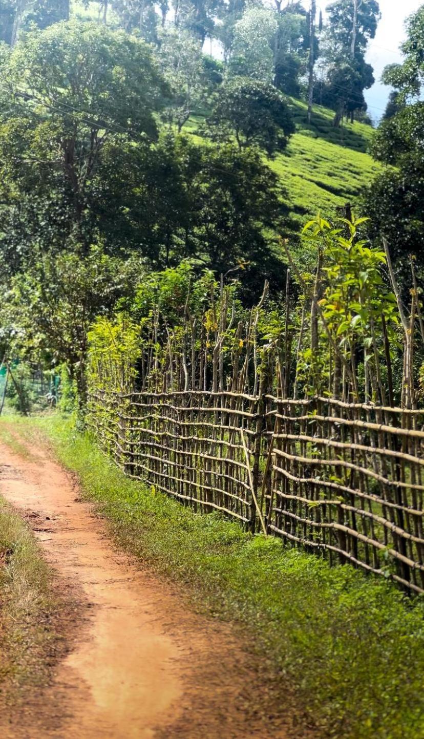 Janiro Tea Trees Villas Vythiri Eksteriør billede