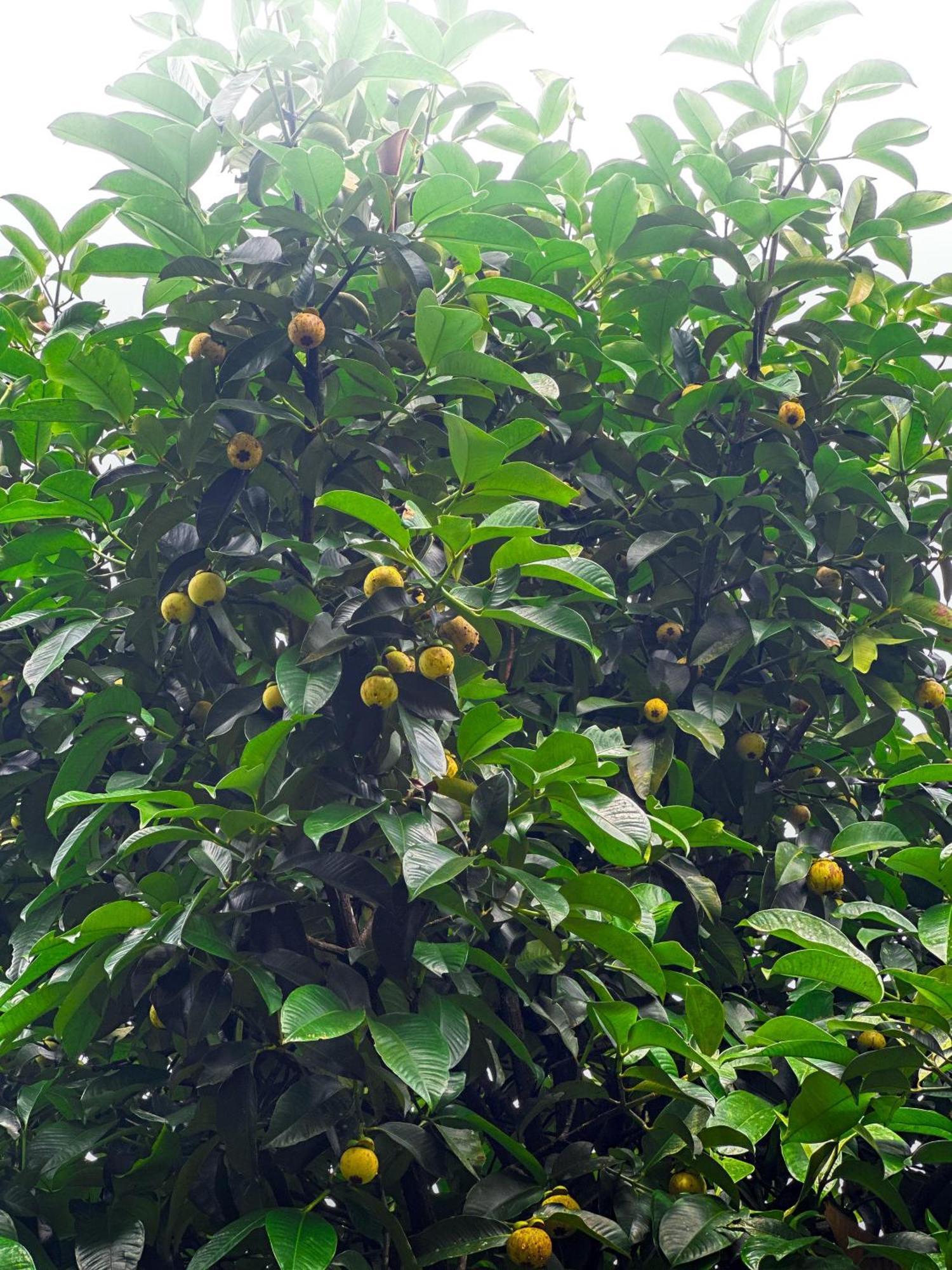 Janiro Tea Trees Villas Vythiri Eksteriør billede