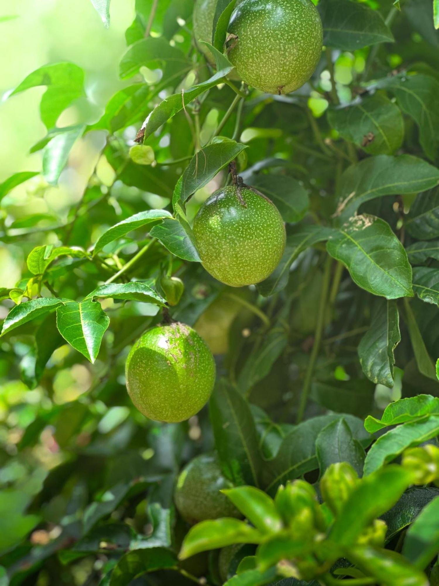 Janiro Tea Trees Villas Vythiri Eksteriør billede